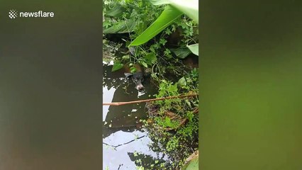 Stray dog rescued from pond in Thailand