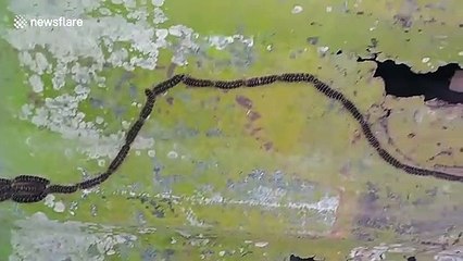 Caterpillar chain resembles long snake in Costa Rica