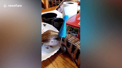 American woman serves worm cake to pet lizard to celebrates its birthday