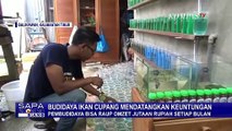Budidaya Ikan Cupang Bisa Raih Omzet Jutaan Rupiah!