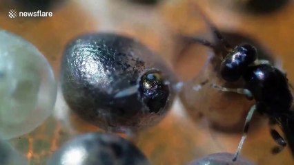 Parasitoid wasp chews out of caterpillar egg as males wait outside