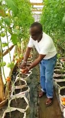 Food Intro "TOMATO FARM"