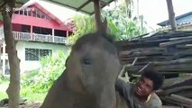 Juvenile elephant cuddles carer in Thailand