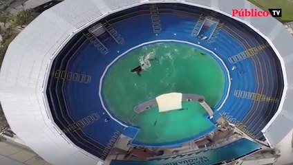 Libertad para Lolita, encerrada desde hace 50 años en uno de los tanque de agua más pequeños del mundo.