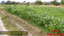 5 Acre Agriculture Land for Farm House, Future Investment for Sale at Ideal Location of #Faisalabad #landforsale #futureinvestment #farmhouse