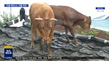 마취총까지 동원…'지붕 위의 소들' 사흘 만에 구출