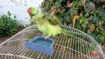 Parrot Taking a Bath