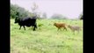 CRAZY!! Best UFO Cow Abduction Caught on Tape!