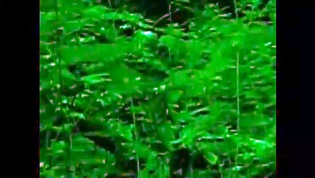 UFO Sightings Alien Creature Attacks Hiker! Caught On Tape!