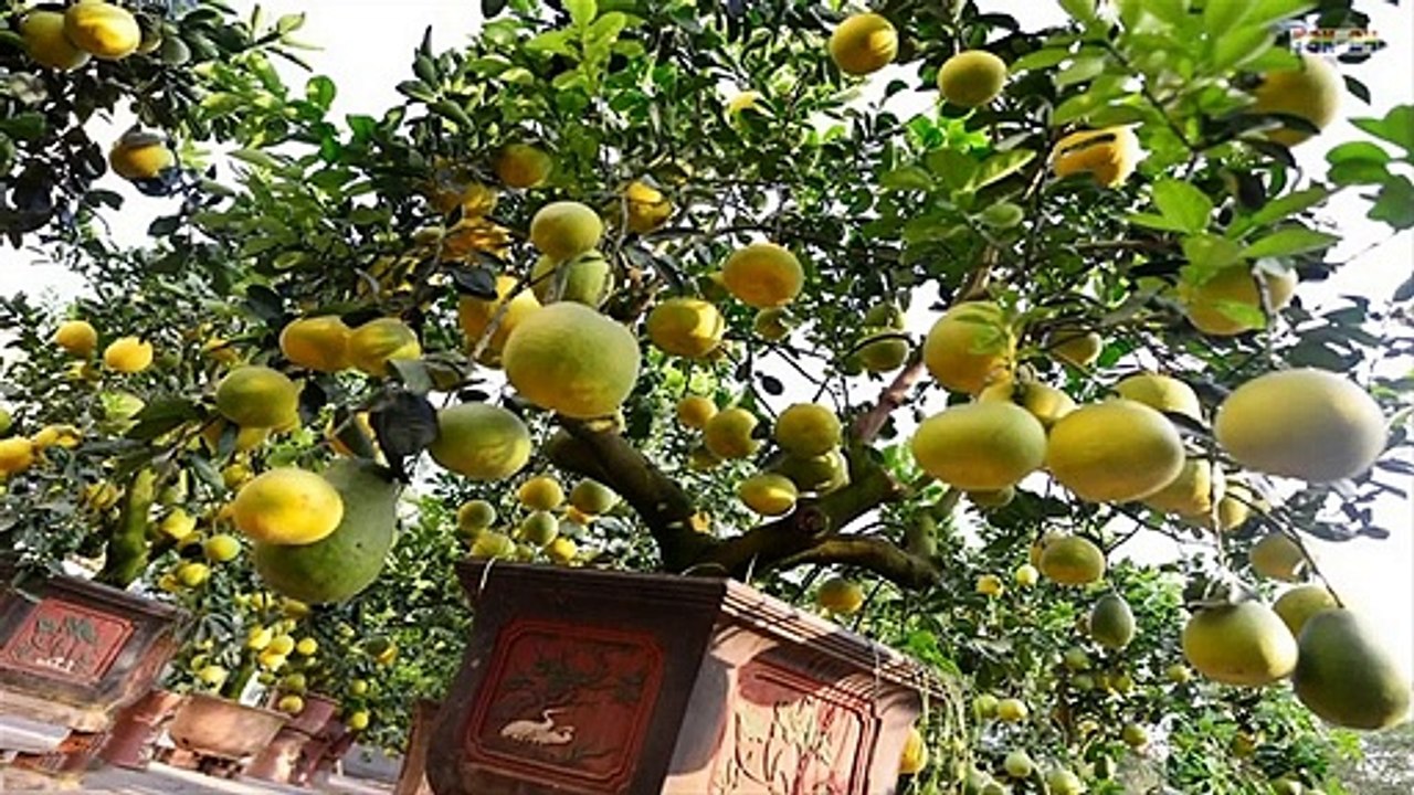 WOW! Strange Grapefruit Bonsai Trees in Pots Make You Millionaire!!!