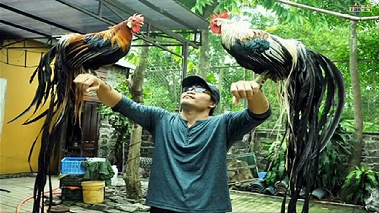 Chicken Breeds You Won't Believe Actually Exist