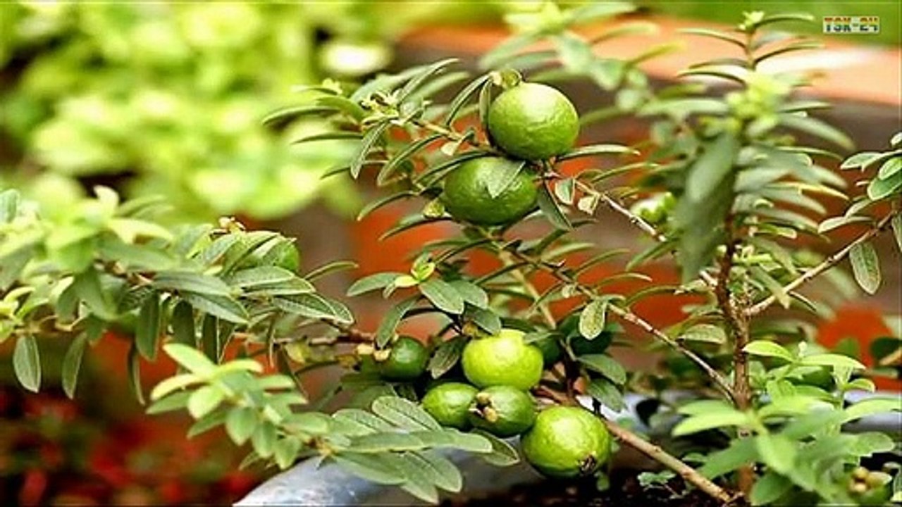 WOW! Strange Guava Fruit Trees in Pots - New agriculture technologies