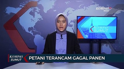 Petani di Karo Terancam Gagal Panen
