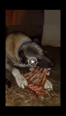 KEMiK KIRAN SiVAS KANGAL KOPEGi - ANATOLiAN SHEPHERD KANGAL DOG