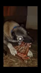 Download Video: KEMiK KIRAN SiVAS KANGAL KOPEGi - ANATOLiAN SHEPHERD KANGAL DOG