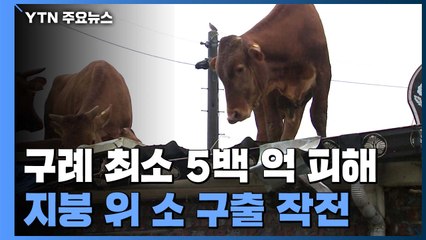 전남 구례 최소 5백 억 피해...지붕 위 소 구출 작전 / YTN