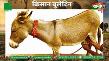 Dairy for Donkey Milk In India Soon by NRCE in Hisar : 7 K रूपये प्रति लीटर बिकता है Gadhi ka Doodh | Kisan Bulletin : Grameen News