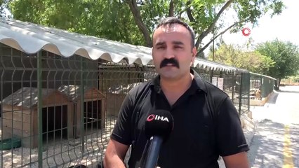 Hayvan barınağında işkence iddialarına yalanlama