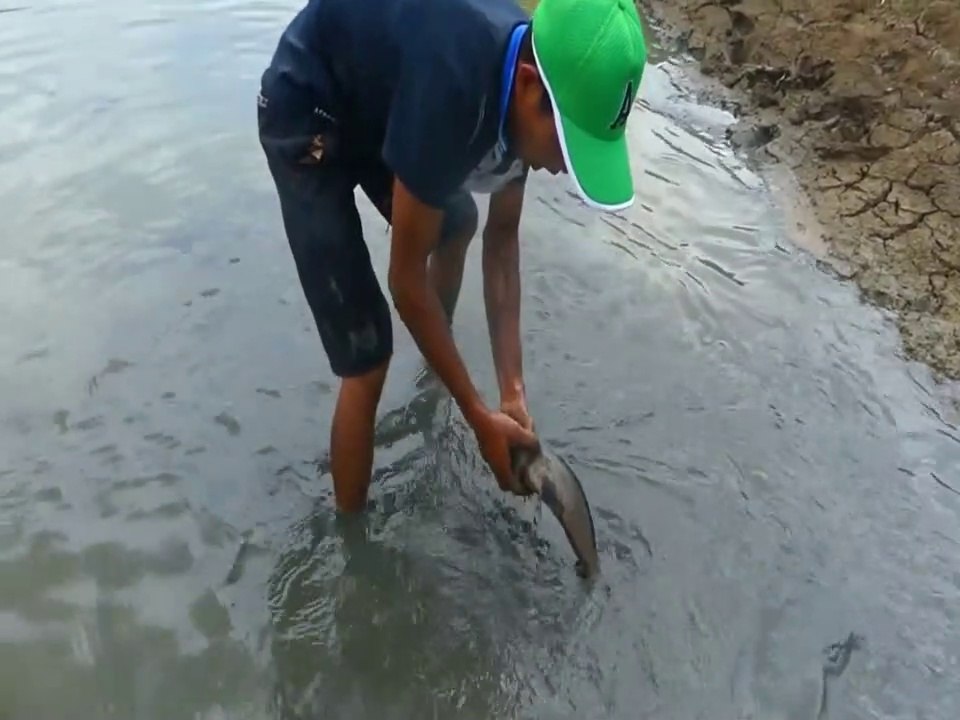 Best Hand Fishing - Man Catching Catfish in Muddy Water By Hand| Animal Trap