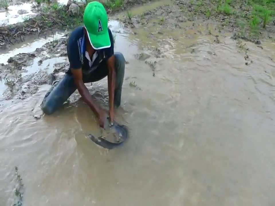 Best Hand Fishing - Smart Man Catching Big Catfish by Hand in Muddy Water | Animal Trap