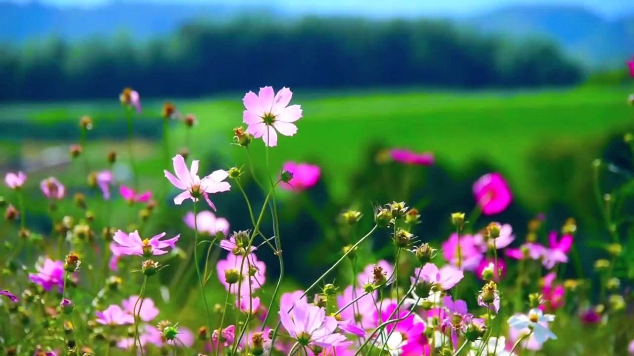 Video_Background_HD_1080p(1080p)