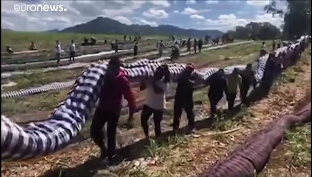 Une marée noire menace l'île Maurice, des habitants se mobilisent