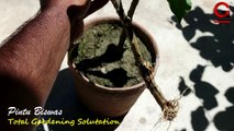 How to grow Nag Champa from cutting /grow Champa from cutting /how to grow nag Champa