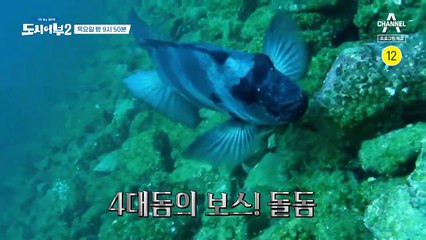 [예고] 모든 것을 쏟아부었다! 4대돔의 보스! 돌돔 도전!