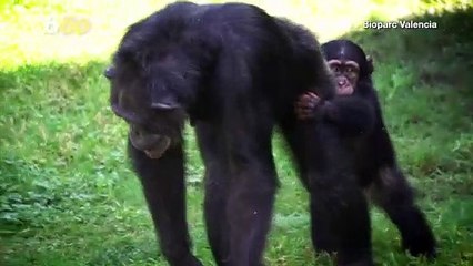 Too Cute! Adorable Baby Chimp Finally Finds New Home