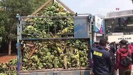 Télécharger la video: BNN Sita 500 Kilogram Ganja Dari Sebuah Truk Pengangkut Pisang.