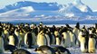 Onze nouvelles colonies de manchots empereurs ont été découvertes en Antarctique
