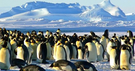 Onze nouvelles colonies de manchots empereurs ont été découvertes en Antarctique