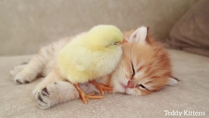 Kitten sleeps sweetly with the Chicken 