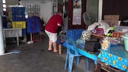 Bullied cat has fur marking resembling genitals on his face