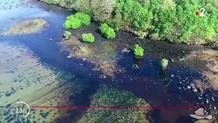 Marée noire à l’Île Maurice : les habitants se mobilisent