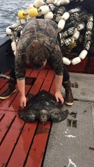 Turtle Gets Tossed Back