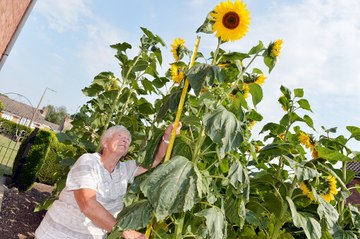 ndet-10-08-20-giant sunflowers-nmsy