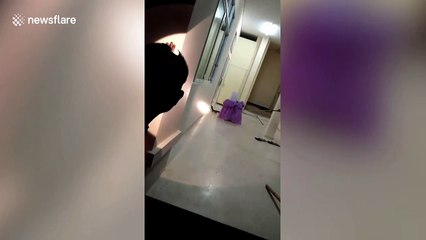 King cobra sparks panic after slithering into office during night shift