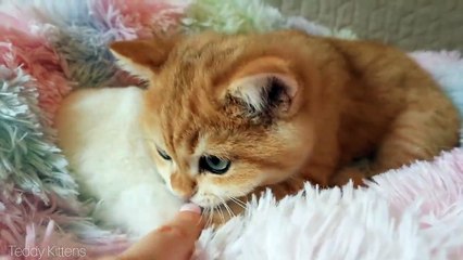 It_s good when you have a friend _ Cute kitten Kisses a Bunny