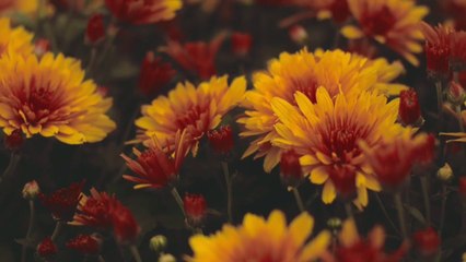 Awsome flowers in tha nature