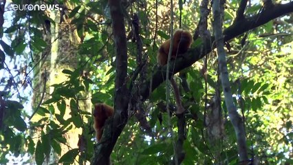 Um viaduto para preservar o Mico-Leão-Dourado