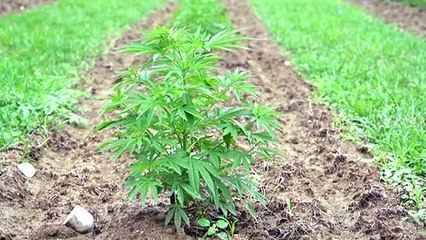 عمليات السرقة تؤرق مزارعي القنّب في الولايات المتحدة