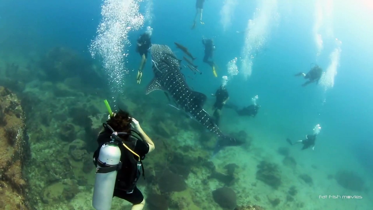 Un bébé requin baleine très joueur... même avec les plongeurs