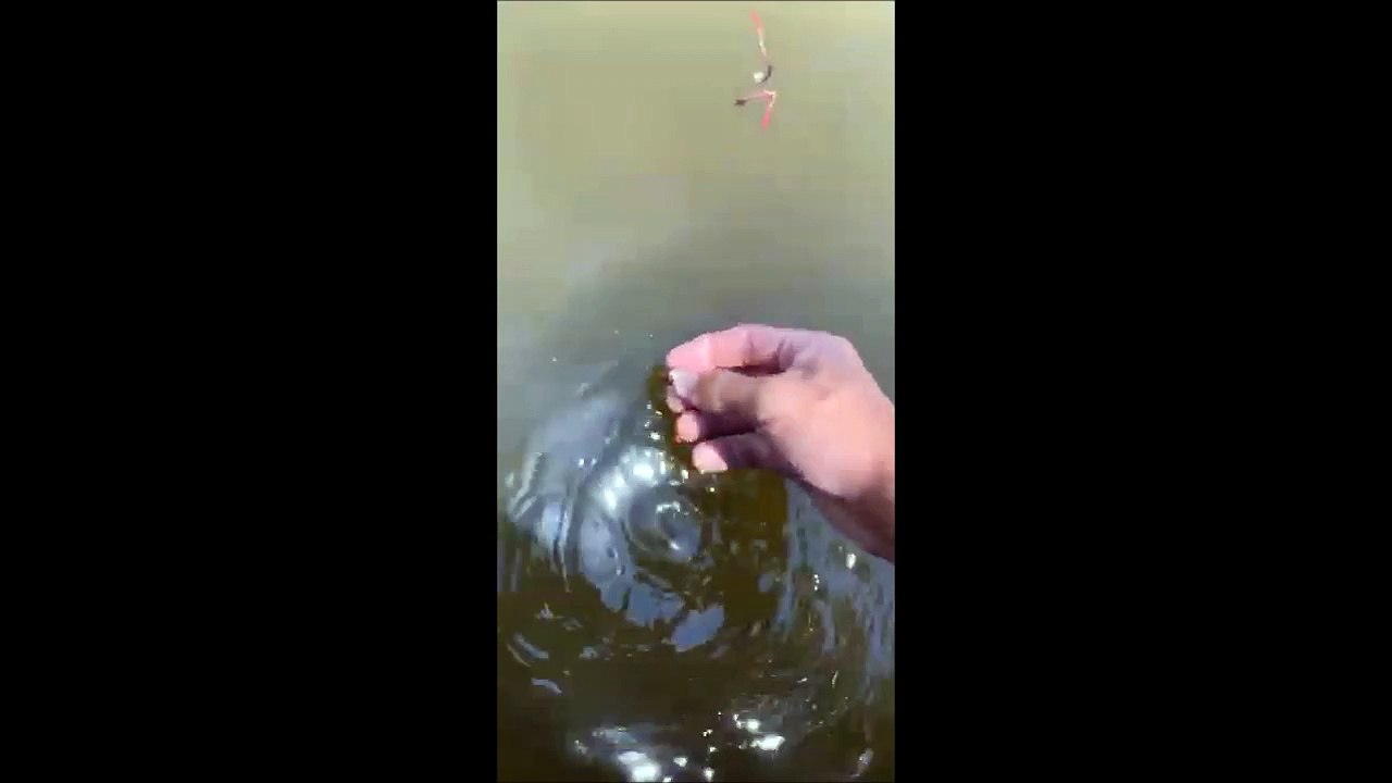 Il pense nourrir des poissons mais regardez qui vient manger