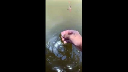 Il pense nourrir des poissons mais regardez qui vient manger