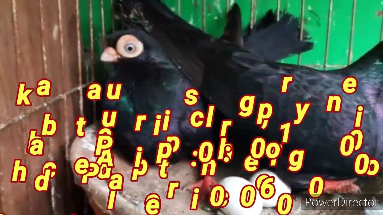 Kabotar price, Pigeon price Karachi Pakistan 2020 laka,sherazi,faintail