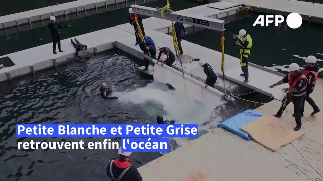Deux bélugas de Chine relâchés dans un sanctuaire marin en Islande