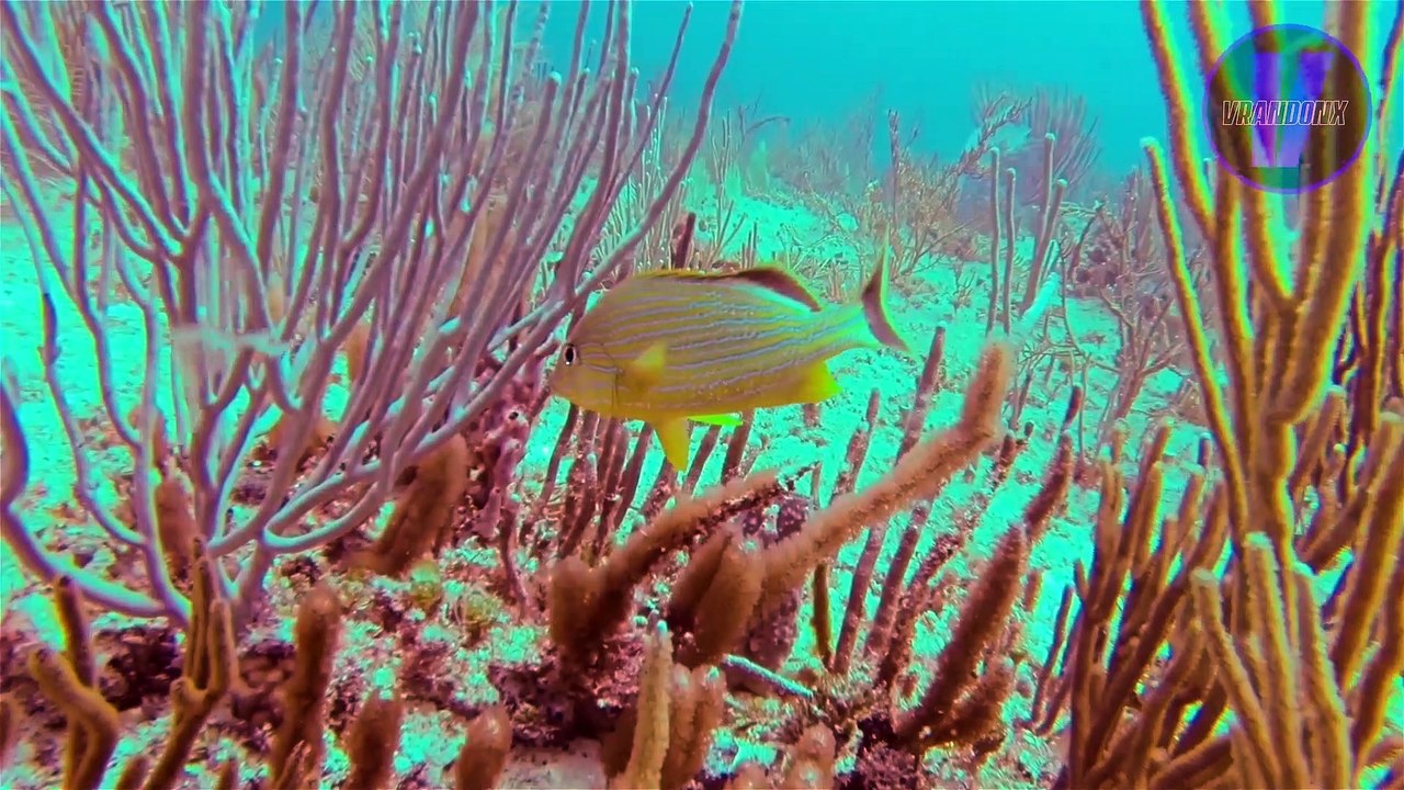 15 CURIOSIDADES SOBRE EL OCEANO | DATOS CURIOSOS | Vrandonx