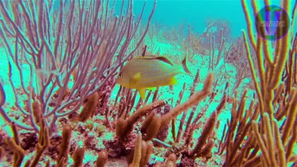15 CURIOSIDADES SOBRE EL OCEANO | DATOS CURIOSOS | Vrandonx