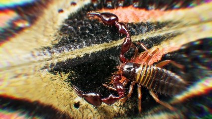 Esto Es Lo Que Pasa si Tocas Este Insecto